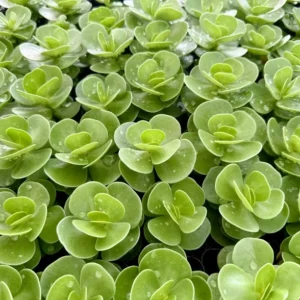 Portulaca Molokiniensis Live Plant - Rare Hawaiian Succulent in 2'' Pot