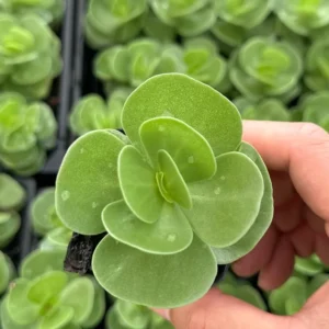 Portulaca Molokiniensis Live Plant - Rare Hawaiian Succulent in 2'' Pot