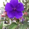Princess Flower Tibouchina Urvilleana Plant - 1 ft Tall - 6 inch Pot - Purple Flowers