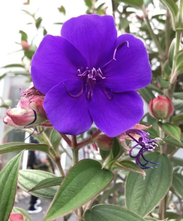 Princess Flower Tibouchina Urvilleana Plant - 1 ft Tall - 6 inch Pot - Purple Flowers