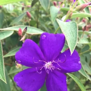 Princess Flower Tibouchina Urvilleana Plant - 1 ft Tall - 6 inch Pot - Purple Flowers