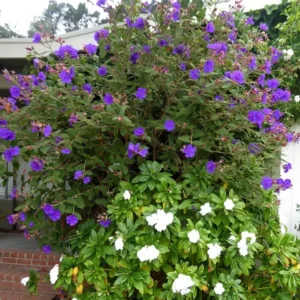 Princess Flower Tibouchina Urvilleana Plant - 1 ft Tall - 6 inch Pot - Purple Flowers