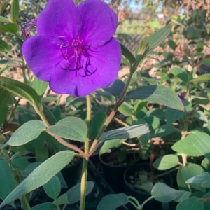 Princess Flower Tibouchina Urvilleana Plant - 1 ft Tall - 6 inch Pot - Purple Flowers