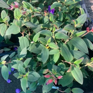 Princess Flower Tibouchina Urvilleana Plant - 1 ft Tall - 6 inch Pot - Purple Flowers