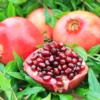 Puncia Granatum 'Afganski' Pomegranate - 1 Potted Exotic Sweet-tart Fruiting Plant