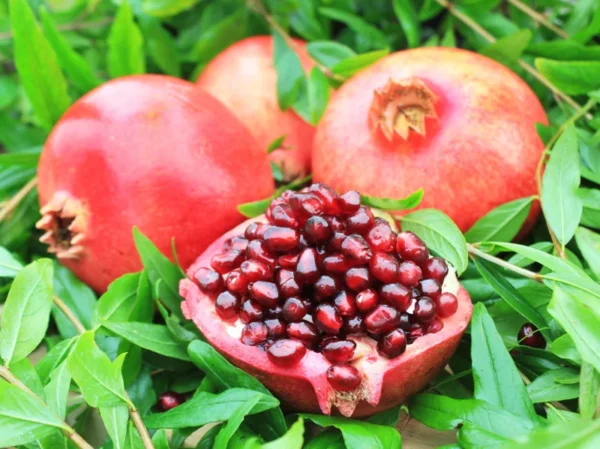 Puncia Granatum 'Afganski' Pomegranate - 1 Potted Exotic Sweet-tart Fruiting Plant