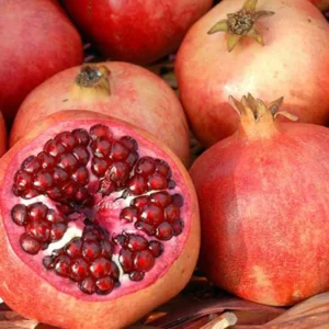 Puncia Granatum 'Afganski' Pomegranate - 1 Potted Exotic Sweet-tart Fruiting Plant