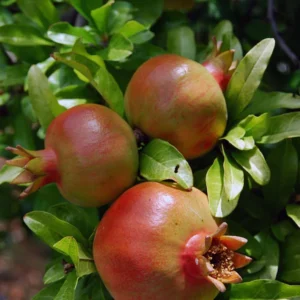 Puncia Granatum Salavatski Potted Plant - Striking Pink Flowers - Drought Tolerant