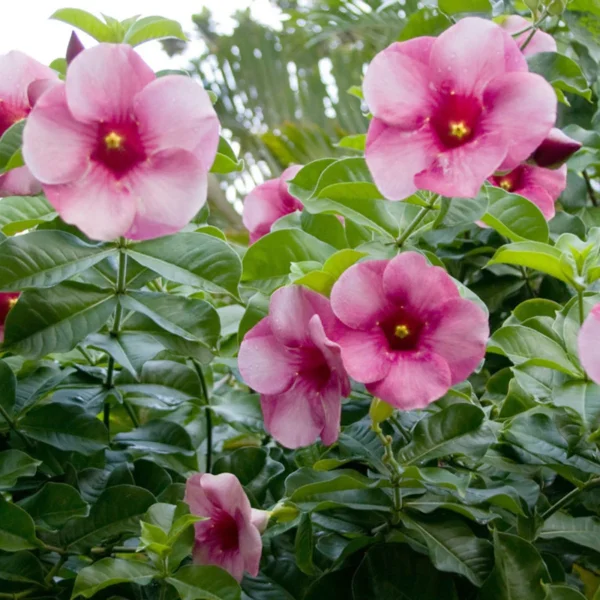Purple Allamanda