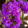 Purple Bougainvillea Live Plant 1 Feet Tall in 6 Inch Pot - Flowering Vine