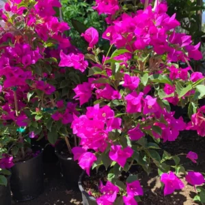 Purple Bougainvillea Live Plant 1 Feet Tall in 6 Inch Pot - Flowering Vine