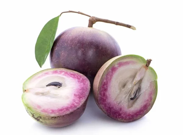 Purple Caimito Tree - 3 Gallon 3 Feet - Exotic Fruit Tree - Home Garden Ready - Not Ship CA