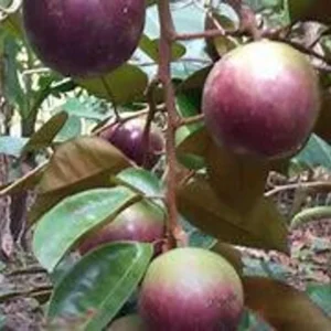 Purple Caimito Tree - 3 Gallon 3 Feet - Exotic Fruit Tree - Home Garden Ready - Not Ship CA