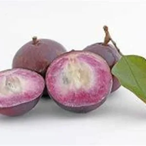 Purple Caimito Tree - 3 Gallon 3 Feet - Exotic Fruit Tree - Home Garden Ready - Not Ship CA
