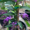 Purple Coral Pea Plant Hardenbergia Violacea Vine - 6 inch Pot