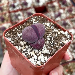 Purple Lithop Succulent - Pleiospilos Royal Flush - Rare Plant - 3