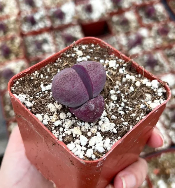 Purple Lithop Succulent - Pleiospilos Royal Flush - Rare Plant - 3" Pot