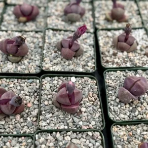 Purple Lithop Succulent - Pleiospilos Royal Flush - Rare Plant - 3