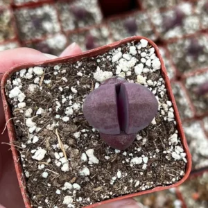 Purple Lithop Succulent - Pleiospilos Royal Flush - Rare Plant - 3