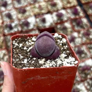 Purple Lithop Succulent - Pleiospilos Royal Flush - Rare Plant - 3