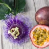 Purple Passion Fruit Plant - Live Vine - 1-2 ft - 1 Gal Pot