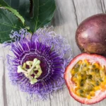 Purple Passion Fruit Plant - Live Vine - 1-2 ft - 1 Gal Pot