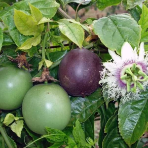 Purple Passion Fruit Plant - Live Vine - 1-2 ft - 1 Gal Pot