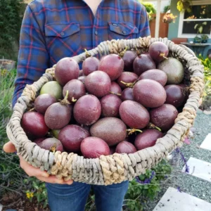 Purple Passion Fruit Plant - Live Vine - 1-2 ft - 1 Gal Pot