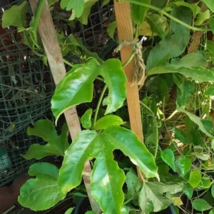 Purple Passion Fruit Plant - Live Vine - 1-2 ft - 1 Gal Pot