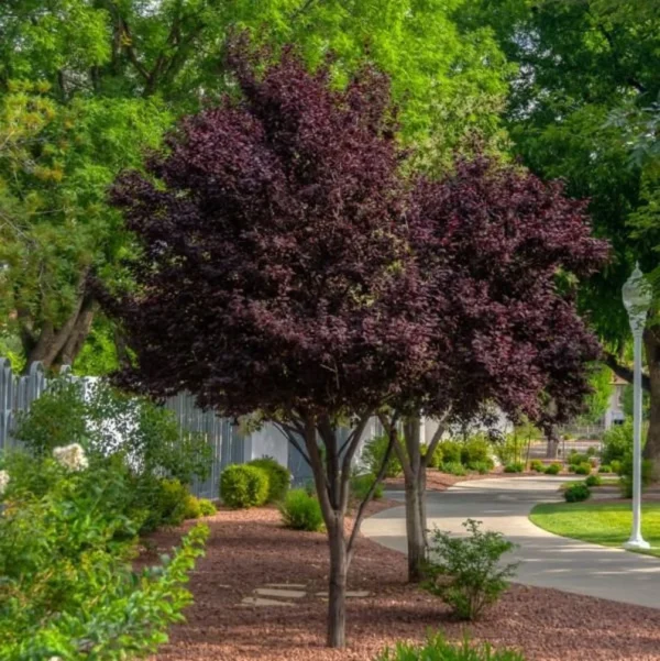 Purple Pony Flowering Plum Tree - 2-3 ft Potted Grafted Ornamental Tree