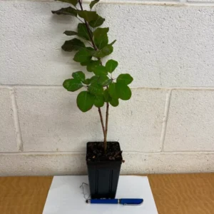 Purple Smoke Tree Plant - 6-12 Inch Tall in 4