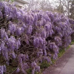 Purple Wisteria Plant - Flowering Tree, 6-12 Inch Tall - Fragrant Blooms