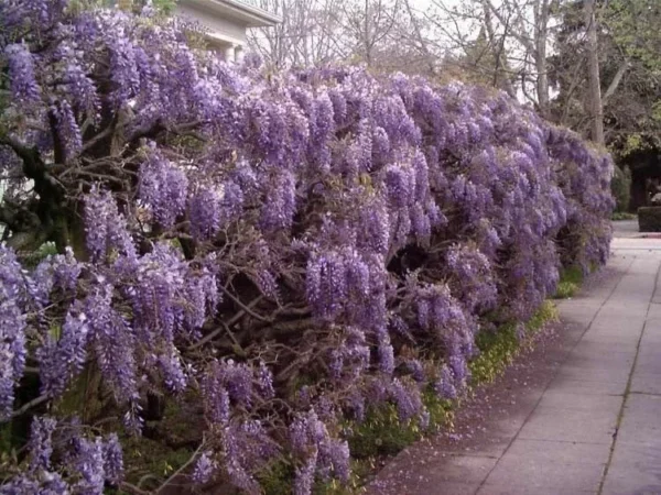 Purple Wisteria Plant - Flowering Tree, 6-12 Inch Tall - Fragrant Blooms