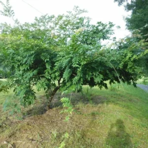 Purple Wisteria Plant - Flowering Tree, 6-12 Inch Tall - Fragrant Blooms