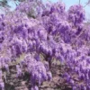 Purple Wisteria Plant - Flowering Tree, 6-12 Inch Tall - Fragrant Blooms
