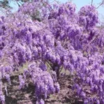 Purple Wisteria Plant - Flowering Tree, 6-12 Inch Tall - Fragrant Blooms