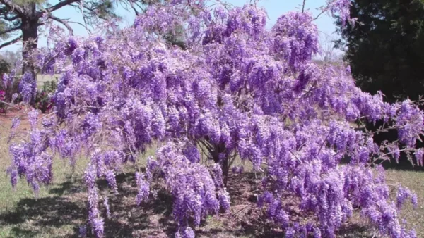 Purple Wisteria Plant - Flowering Tree, 6-12 Inch Tall - Fragrant Blooms