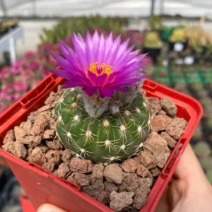 Notocactus uebelmannianus Cactus - 2.5 inch Potted Cacti Succulent
