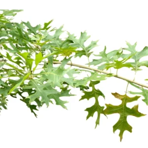 Pin Oak Tree - 2-3' Live Bareroot Plants - Pyramidal Shape - Fall Color