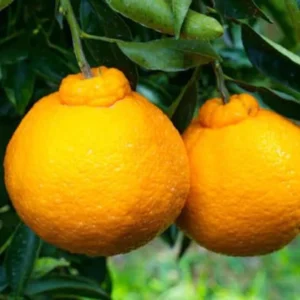 Shiranui Mandarin Tree - 1 Gallon Potted Citrus Tree - Easy-Care - Juicy Fruit - Not Ship CA