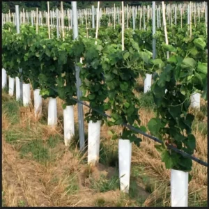 Niagara Grape Vine - Bare Root Live Plant - White Grape - Preorder Now