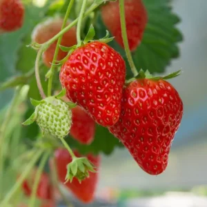 Earliglow Strawberry Plants - 10 Bare Root Early Season June Bearing Variety