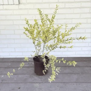 Swift Creek Privet Shrub - 1 Gallon Potted Plant - Evergreen Hedge