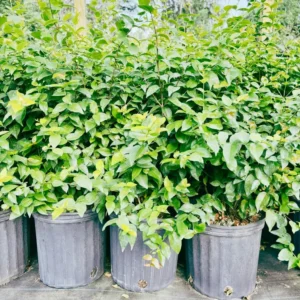 Surinam Cherry Tree - 3 Feet Tall - 3 Gallon Pot - Sweet and Tart Fruits - Not Ship CA