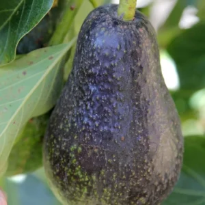 Queen Avocado Tree - 1 ft Tall Grafted Fruit Tree - Ships in Bag