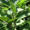 Queen Guava Plant - Sweet Guava Fruit Tree - 2 Feet Tall - 3 Gal Pot