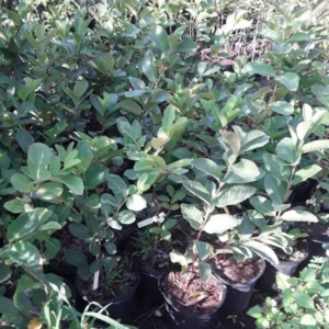 Queen Guava Plant - Sweet Guava Fruit Tree - 2 Feet Tall - 3 Gal Pot