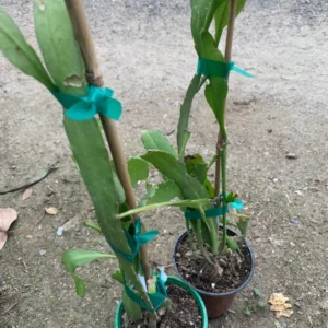 Queen of the Night Plant - Pink Epiphyllum - 6 inch Pot - Exotic Flower