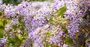 Queen’s Wreath Vine