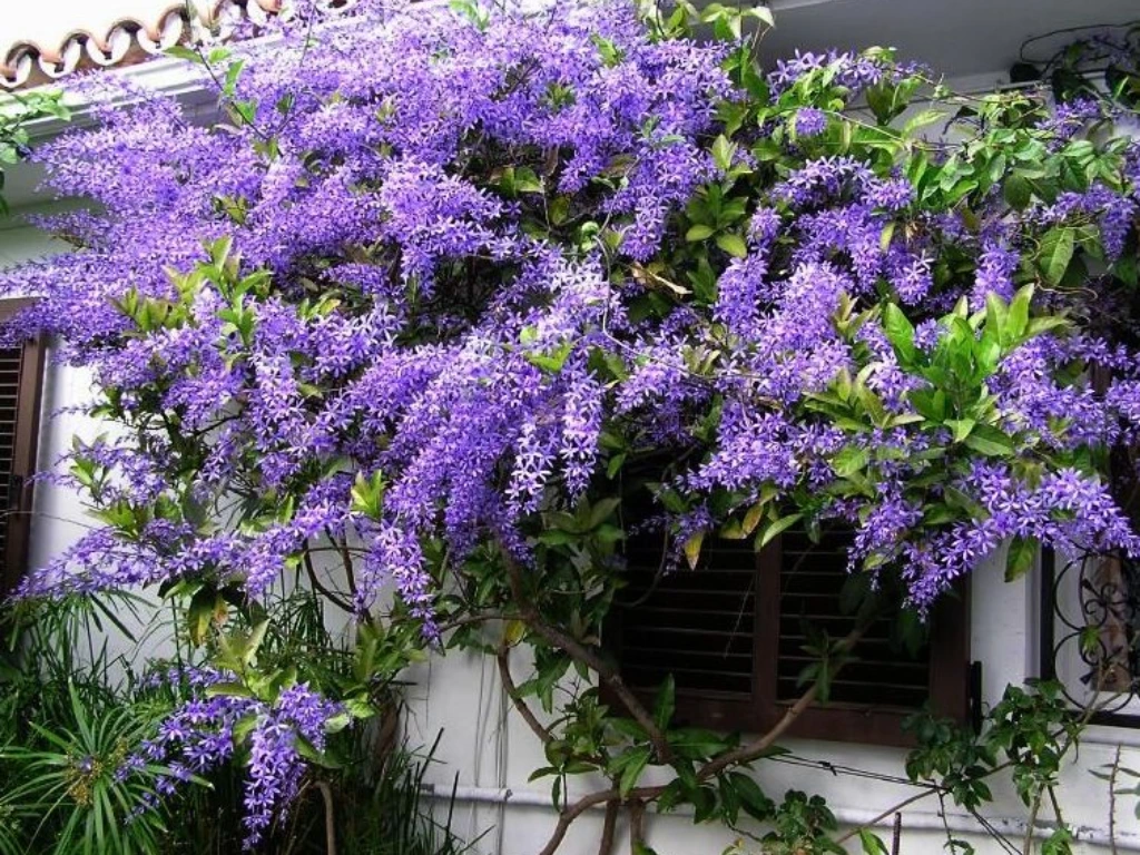 Queen’s Wreath Vine